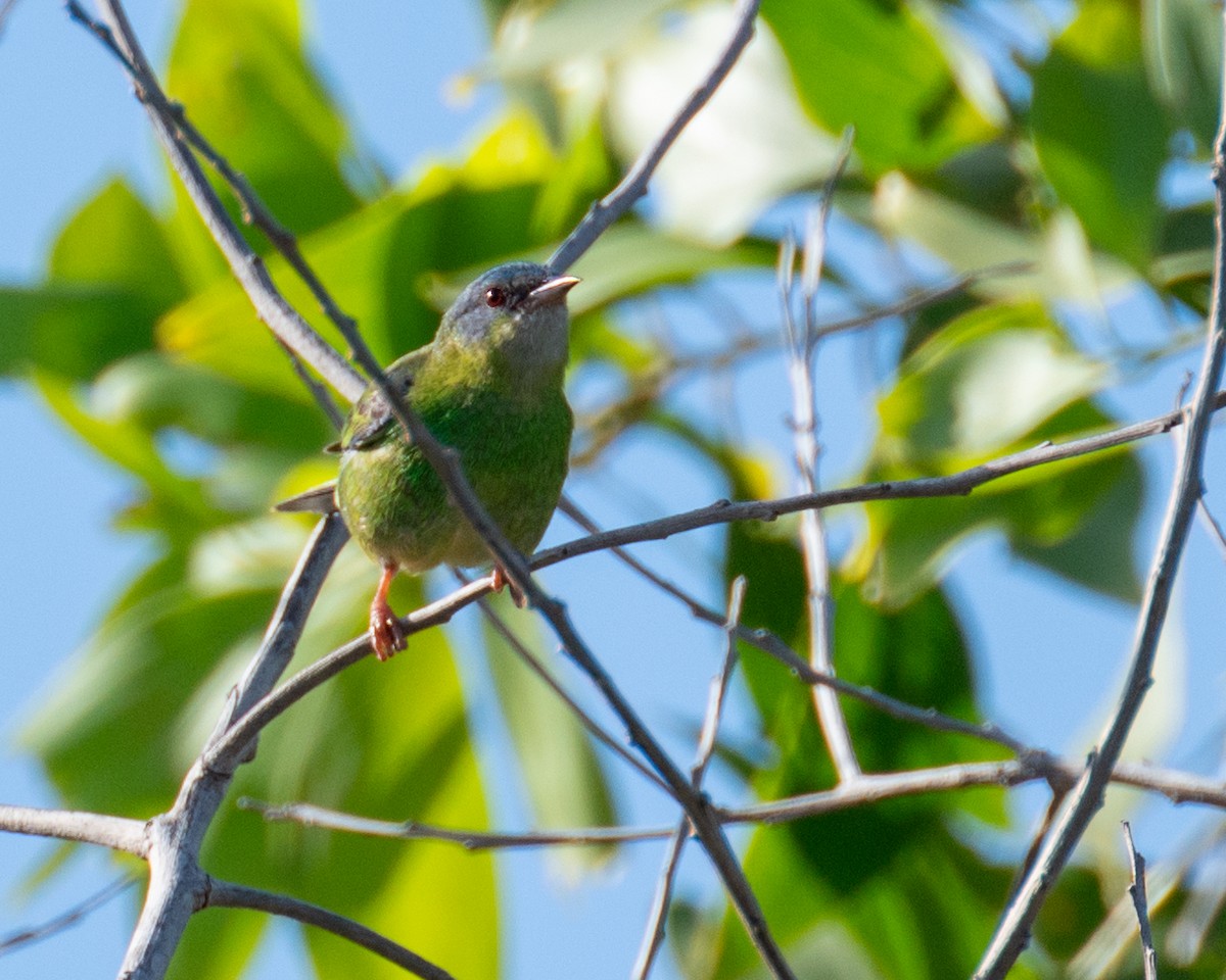 Blue Dacnis - ML612100044