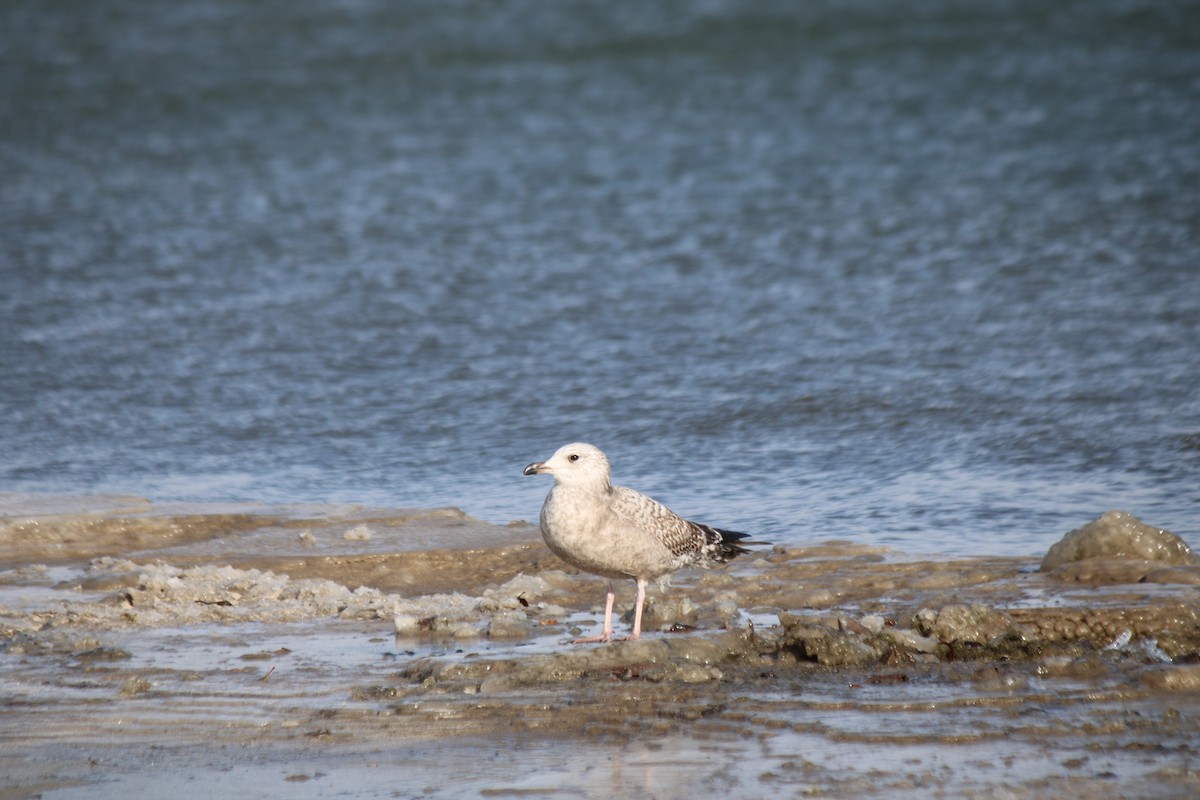 Gaviota Argéntea - ML612100155