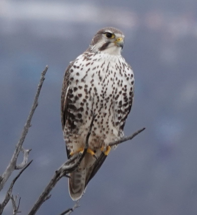 Prairie Falcon - ML612100190