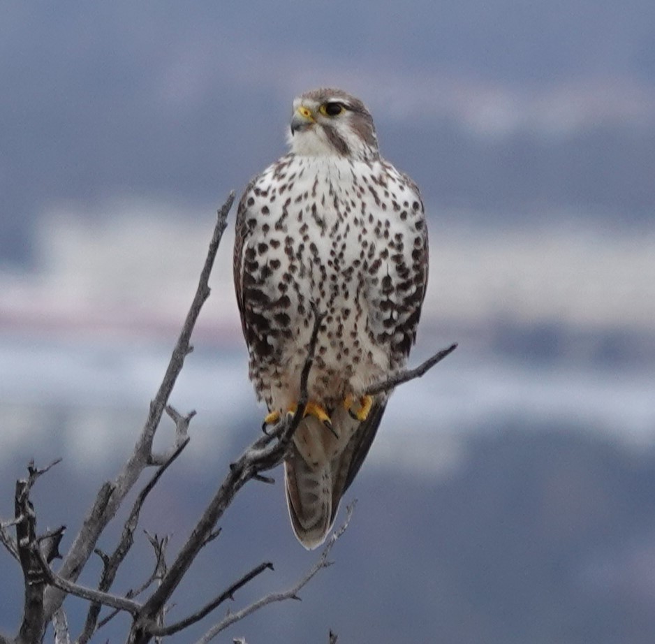 Prairie Falcon - Chris Johnson