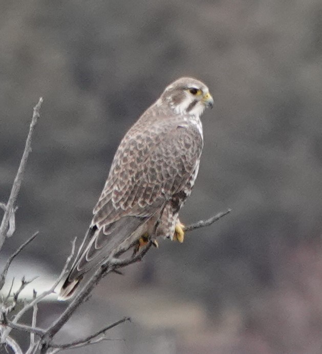 Prairie Falcon - ML612100206