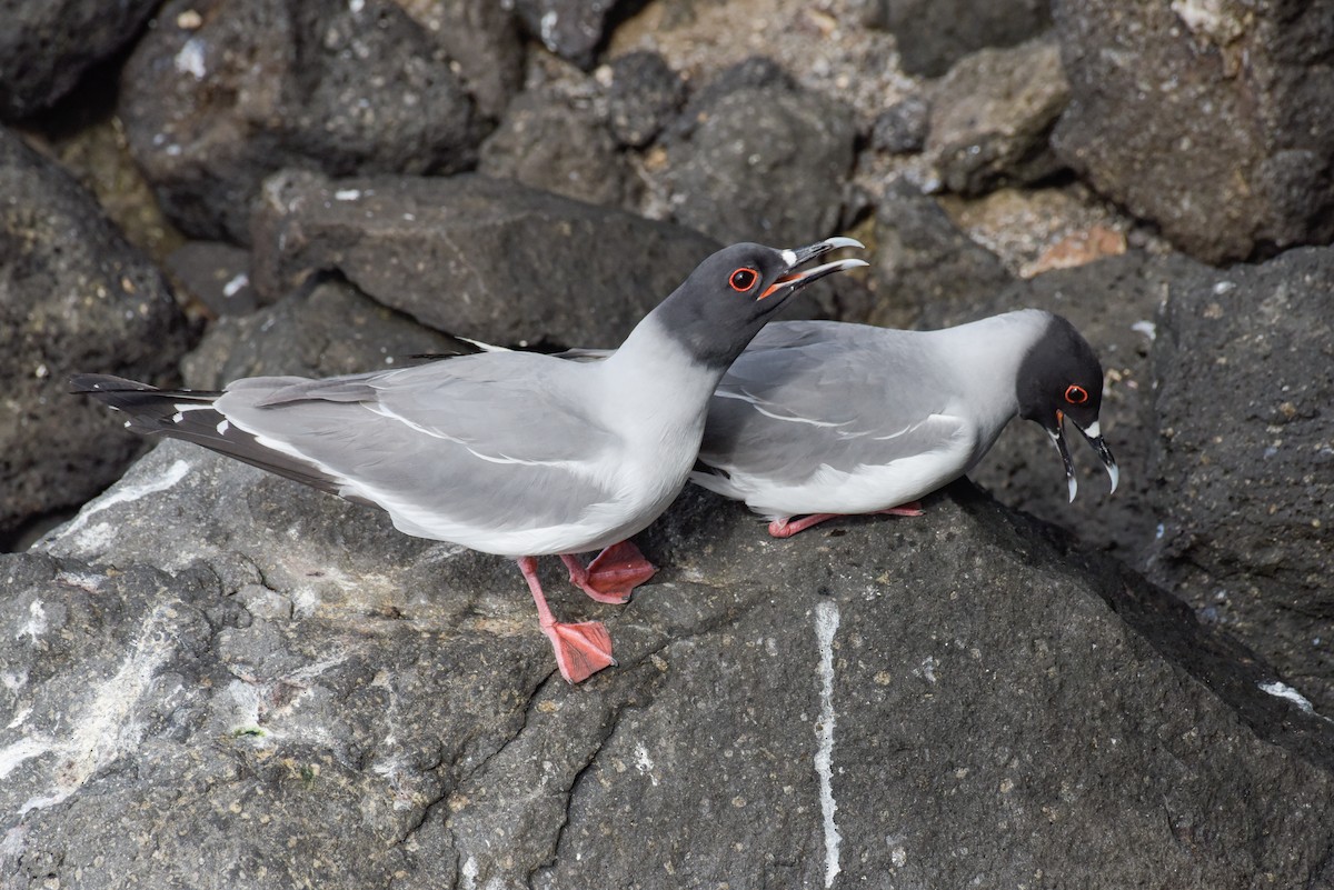 Swallow-tailed Gull - ML612100275