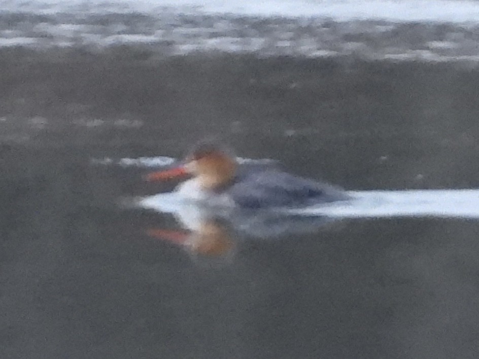 Red-breasted Merganser - ML612100306