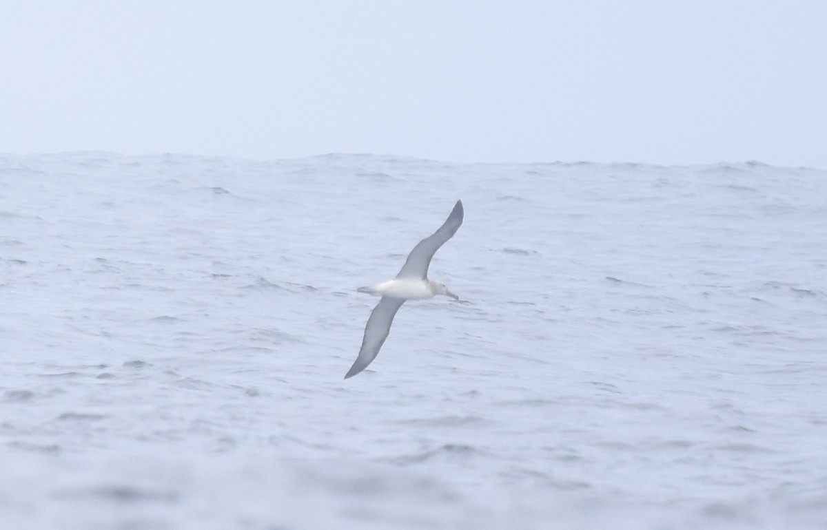 Salvin's Albatross - ML612100320