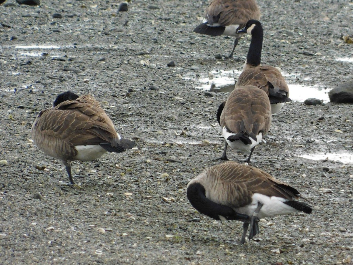 Canada Goose - ML612100342