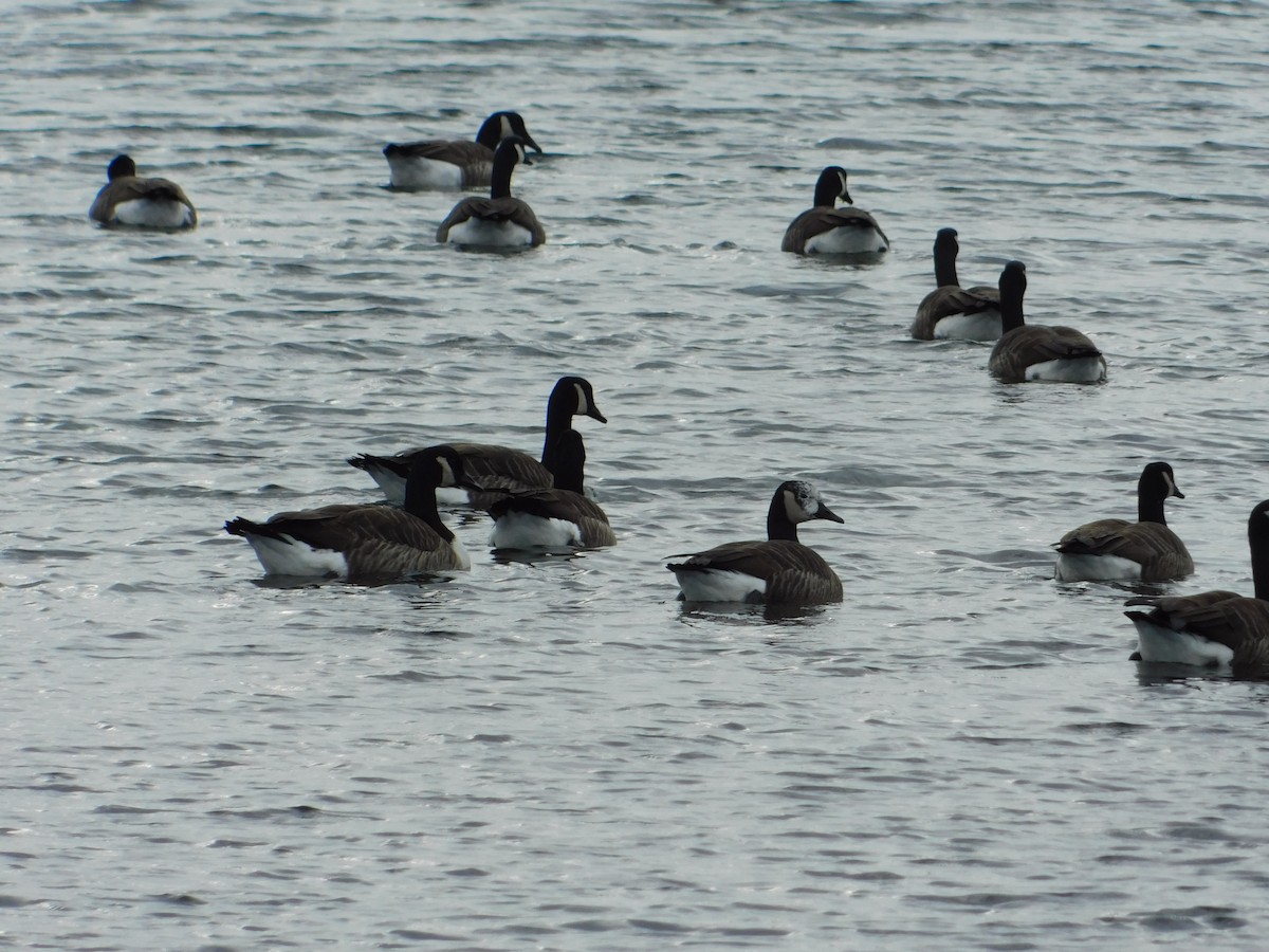 Canada Goose - ML612100352