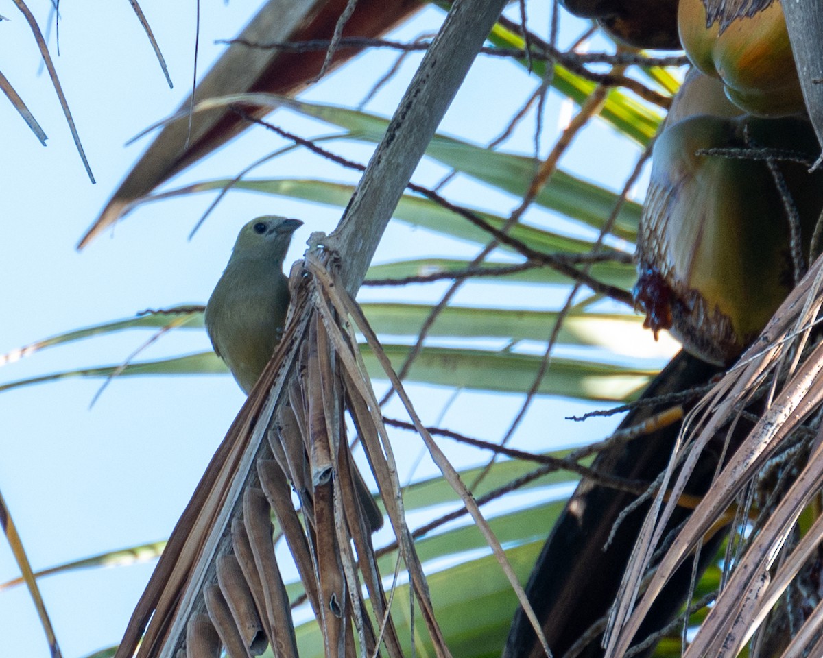 Palm Tanager - ML612100407