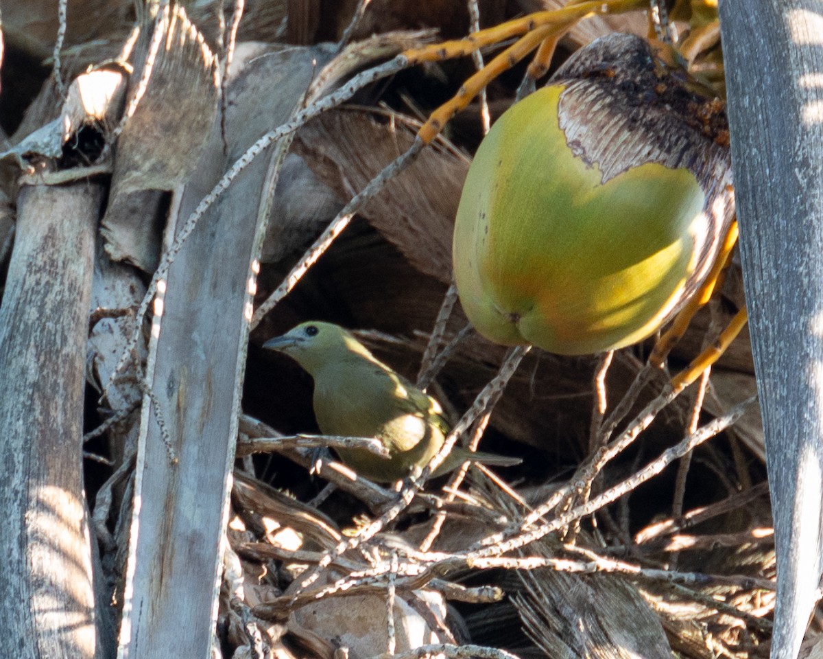 Palm Tanager - ML612100408