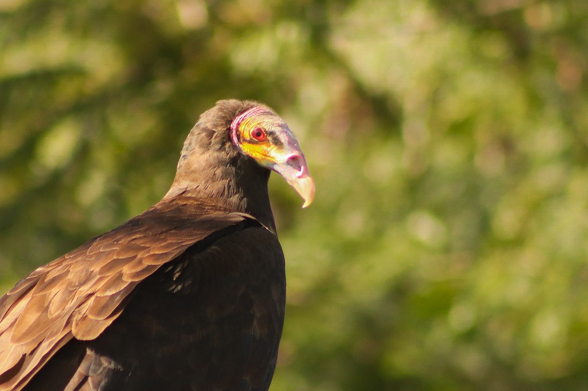 Lesser Yellow-headed Vulture - ML612100436