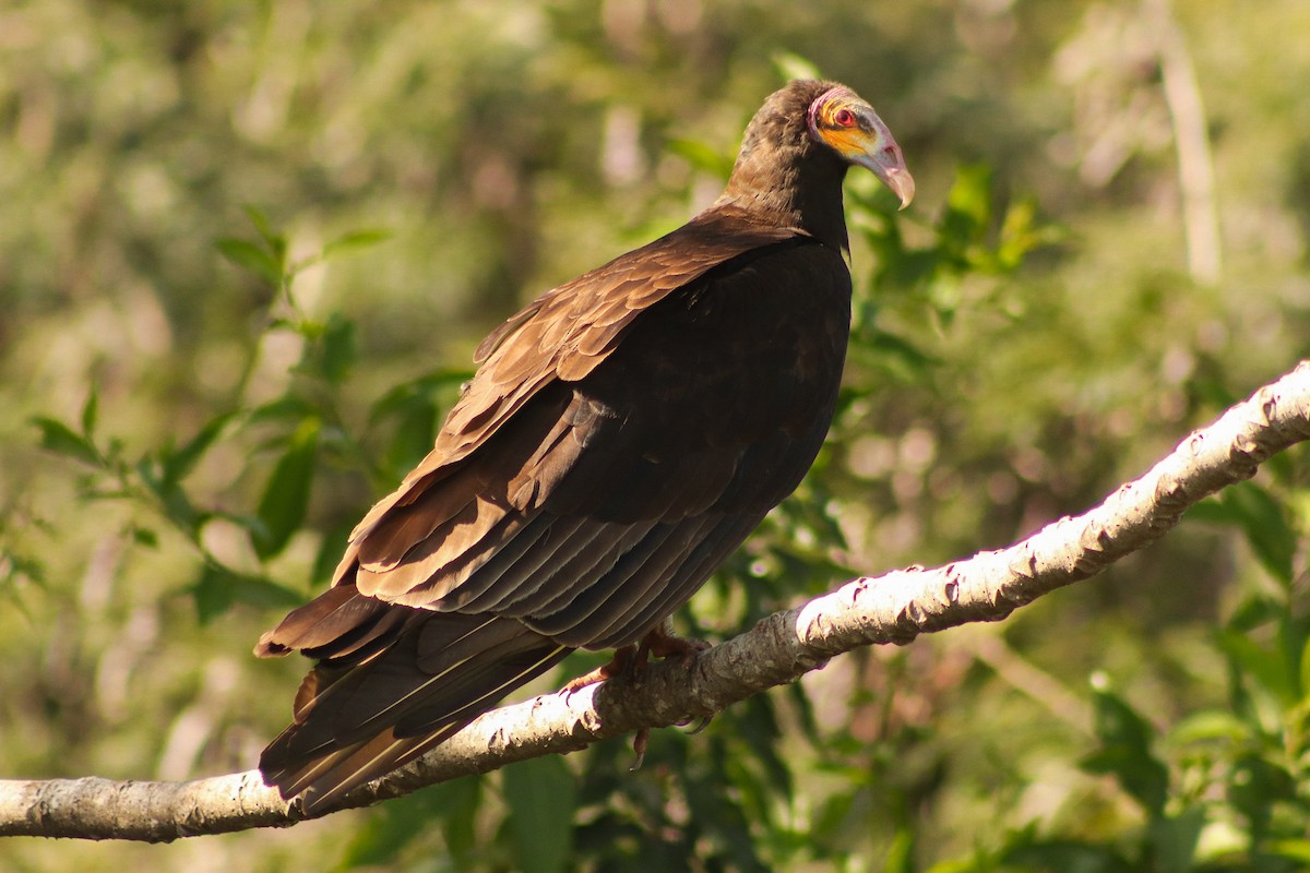 Lesser Yellow-headed Vulture - ML612100437