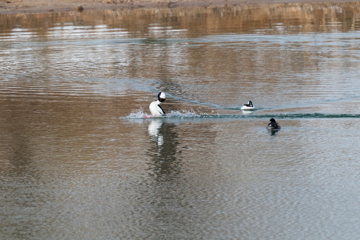 Bufflehead - ML612100512