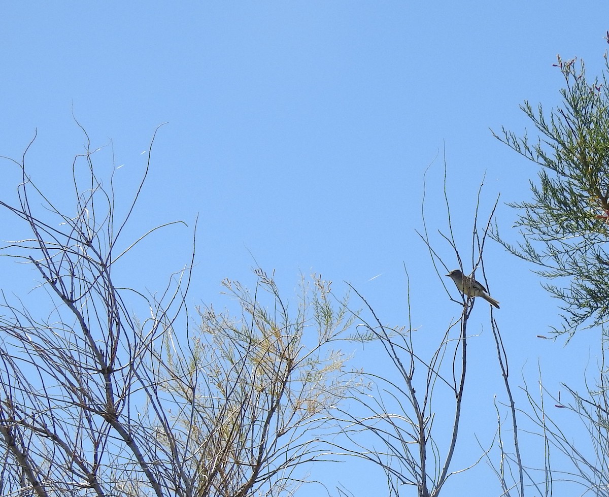 Straneck's Tyrannulet - ML612100596