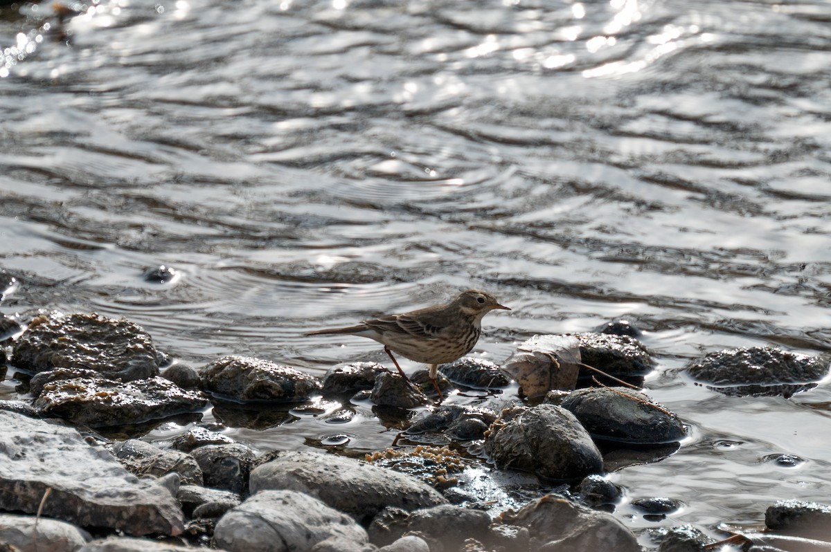 American Pipit - Isaac Boardman