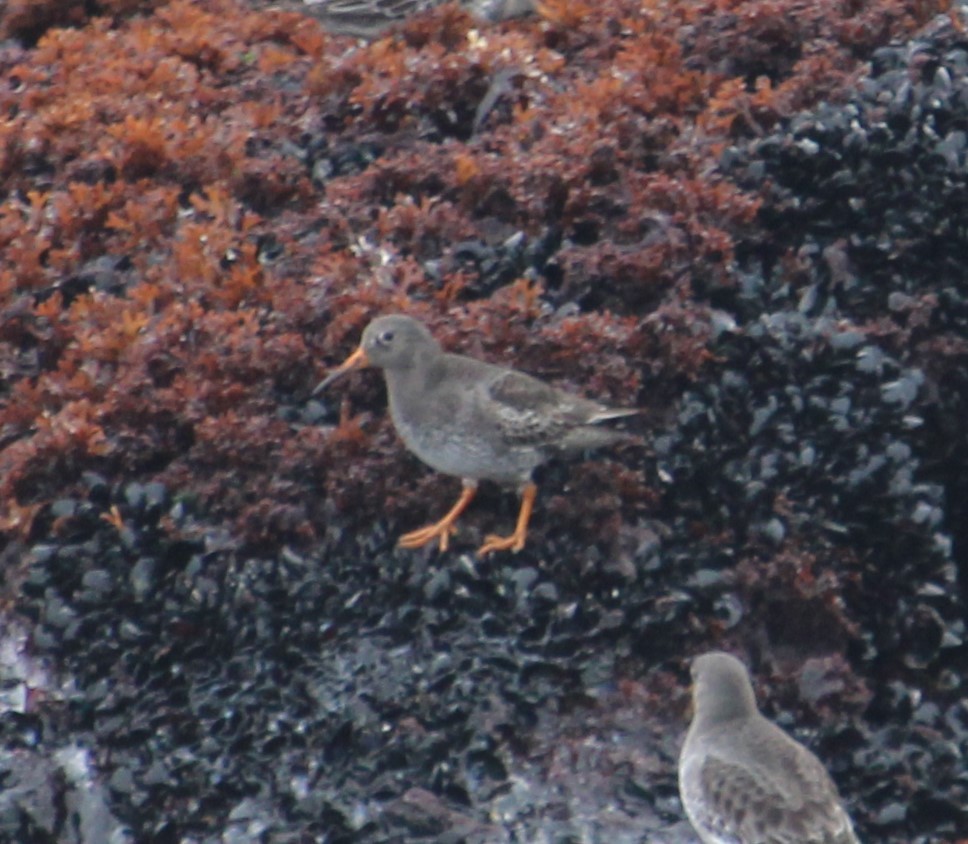 Purple Sandpiper - Burke Korol