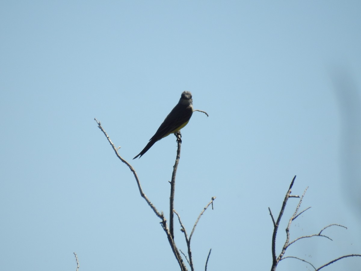 Tropical Kingbird - adriana centeno