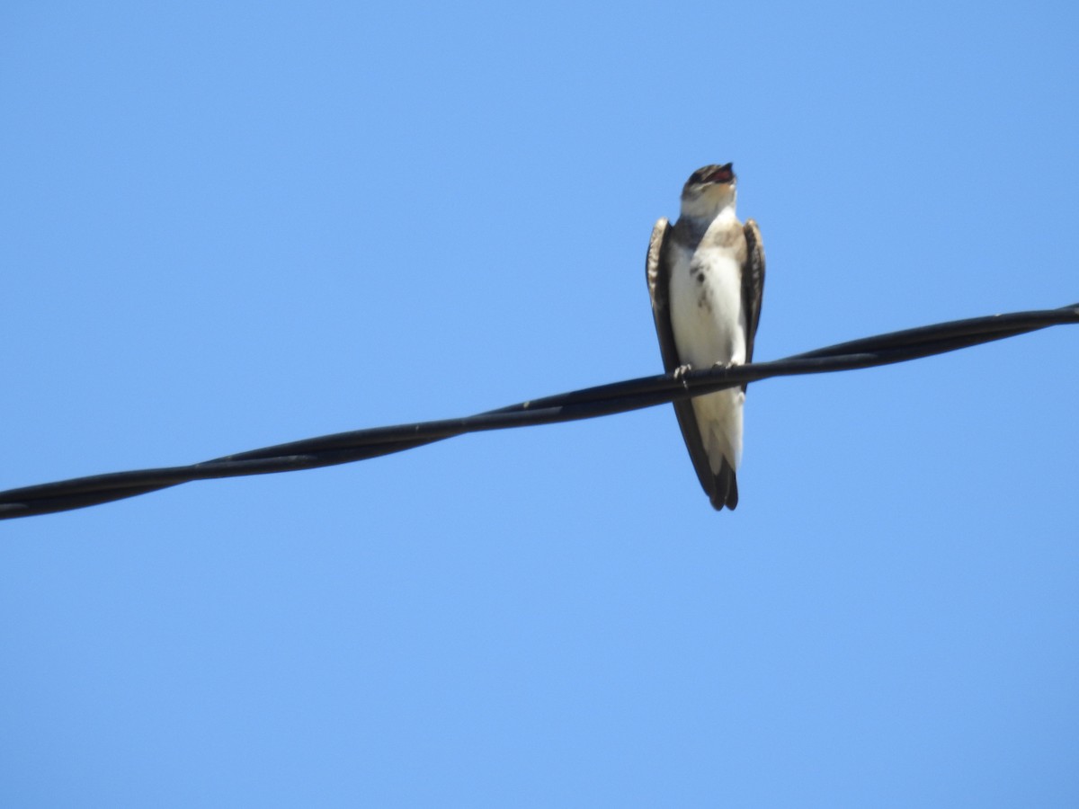 Brown-chested Martin - ML612100722