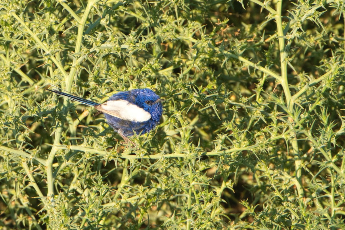 White-winged Fairywren - Todd A. Watkins