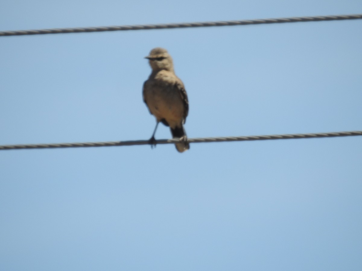 Patagonian Mockingbird - adriana centeno