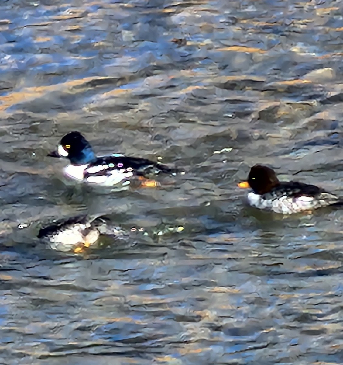 Barrow's Goldeneye - ML612100752