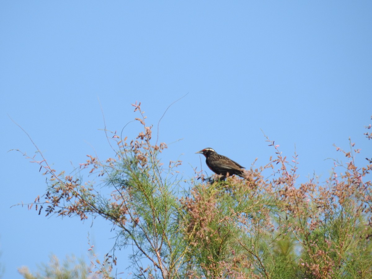 Long-tailed Meadowlark - adriana centeno