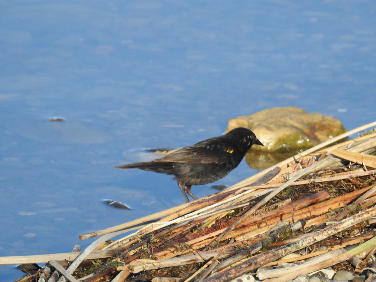 Yellow-winged Blackbird - adriana centeno