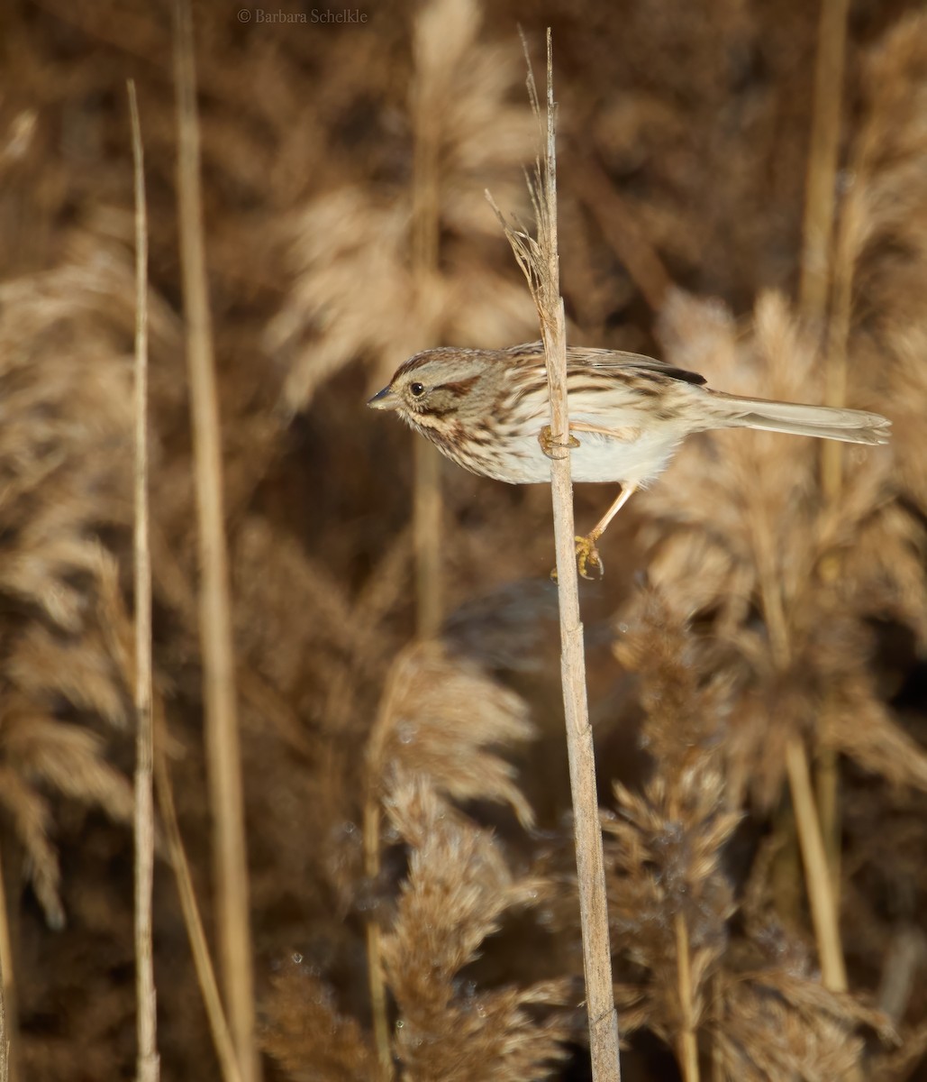 Song Sparrow - ML612100828