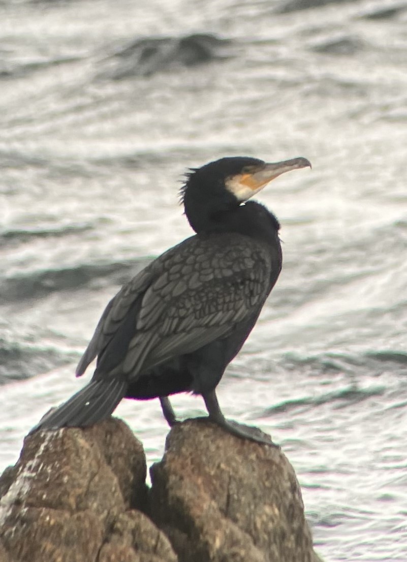 Great Cormorant - Burke Korol