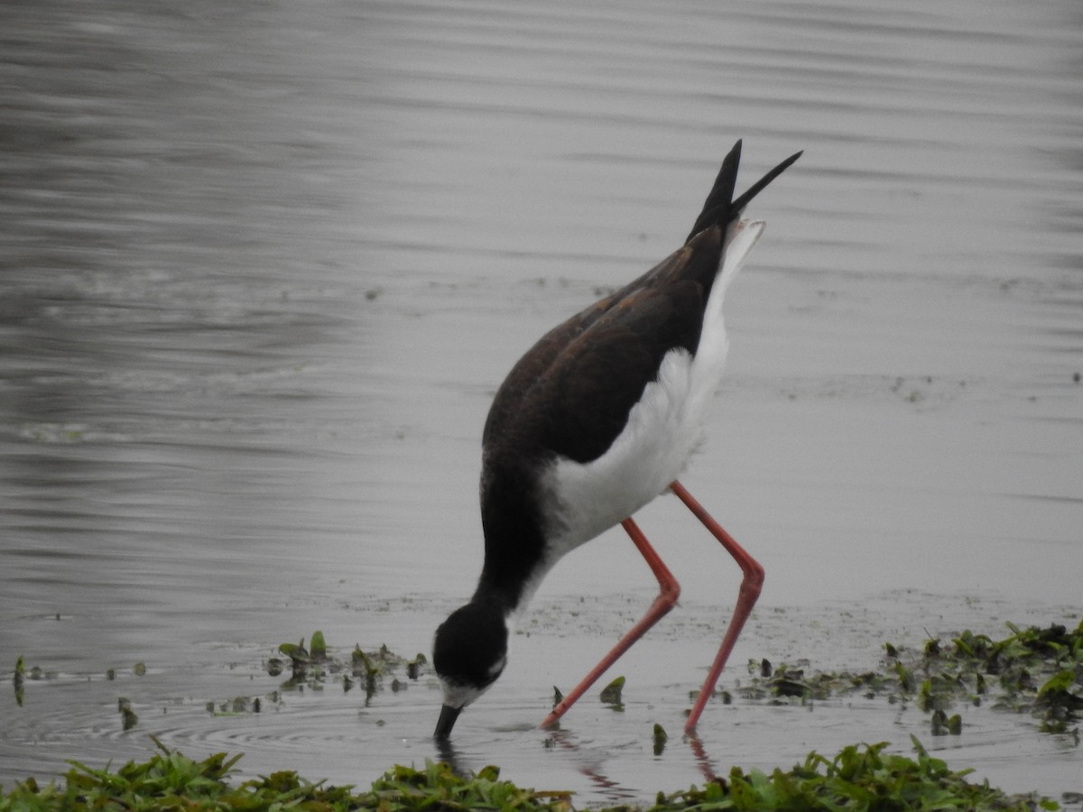 Black-necked Stilt - ML612100889