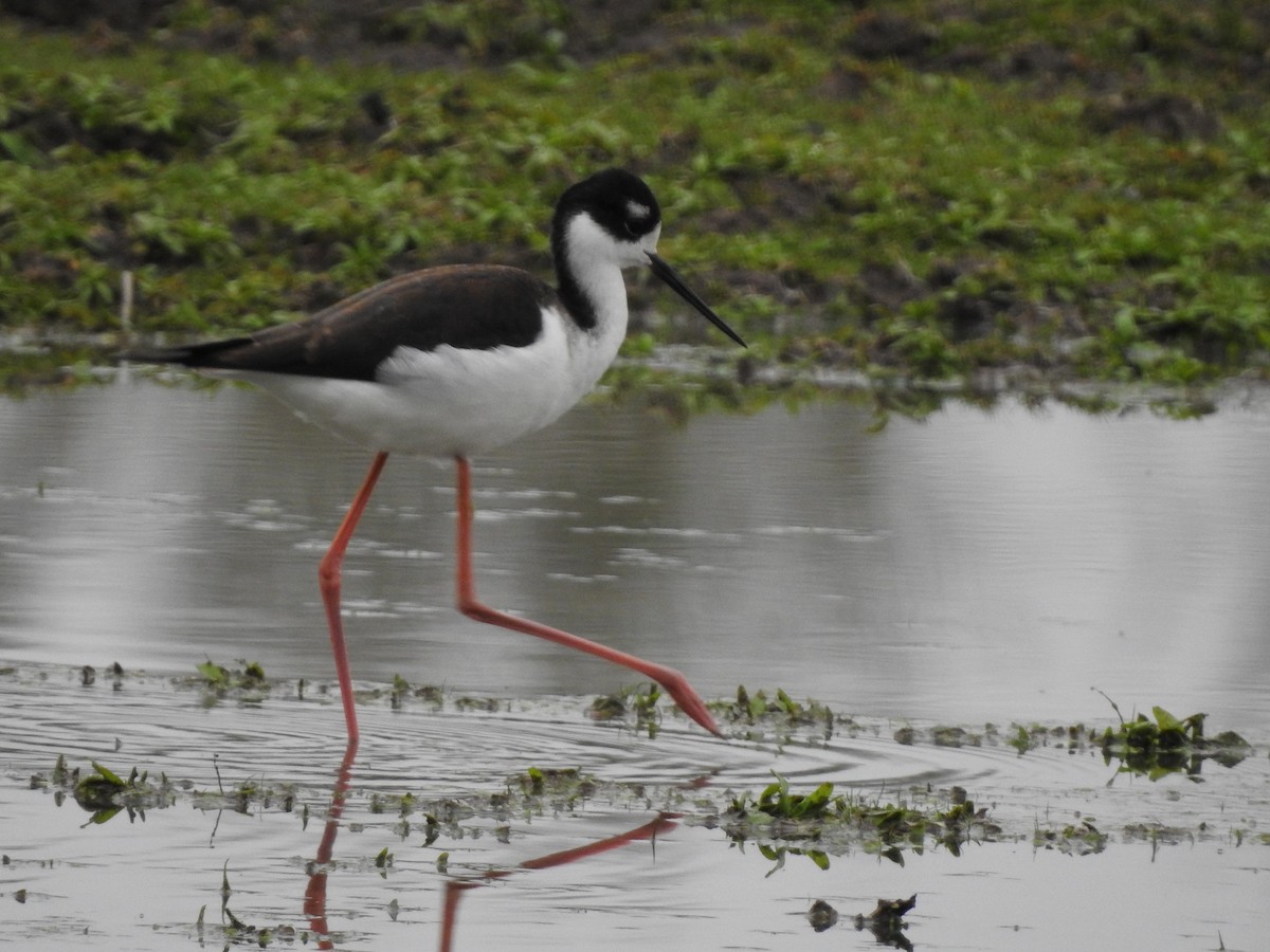 Black-necked Stilt - Stella Walk