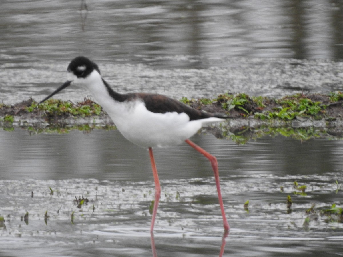 Black-necked Stilt - ML612100891