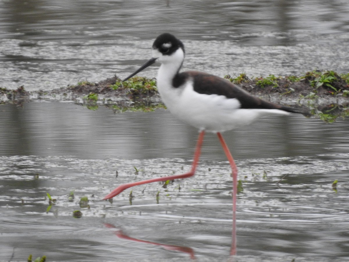 Black-necked Stilt - Stella Walk