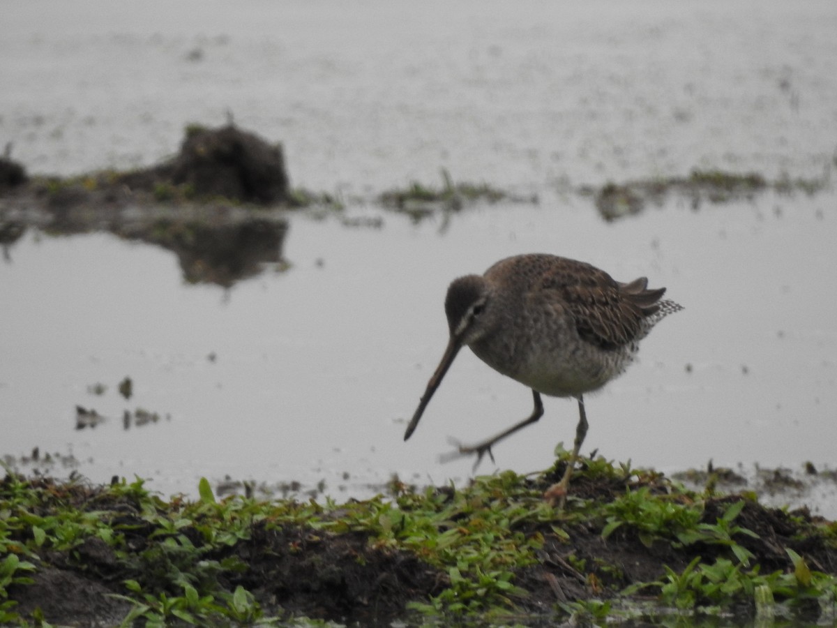 Long-billed Dowitcher - Stella Walk