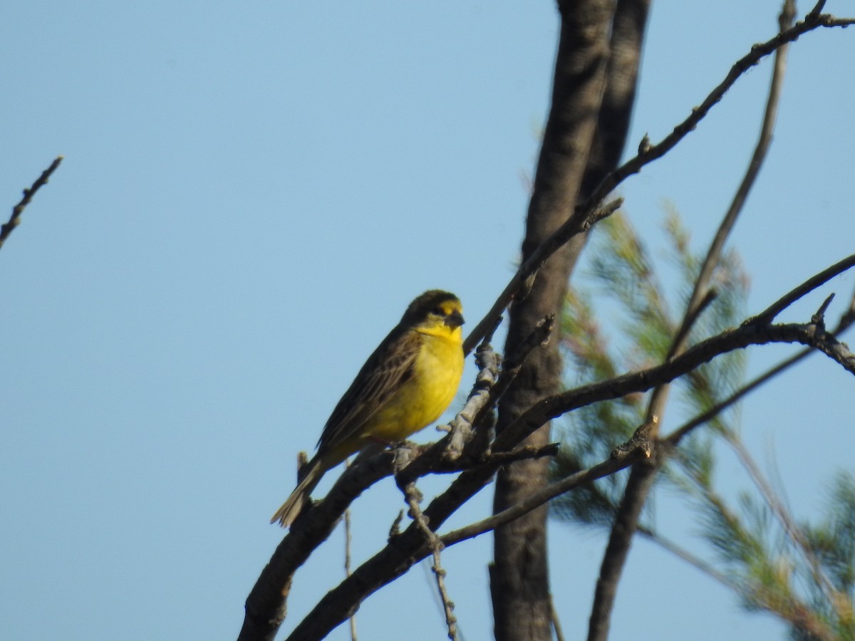 Grassland Yellow-Finch - adriana centeno