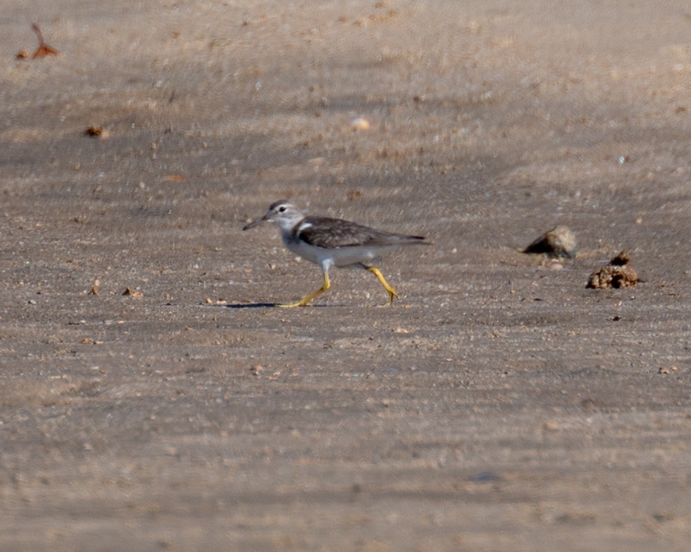 Spotted Sandpiper - ML612100970