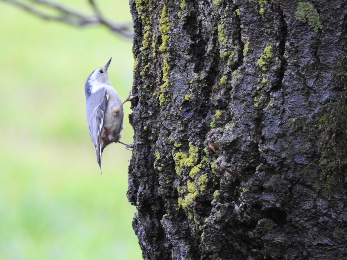 White-breasted Nuthatch - ML612101080