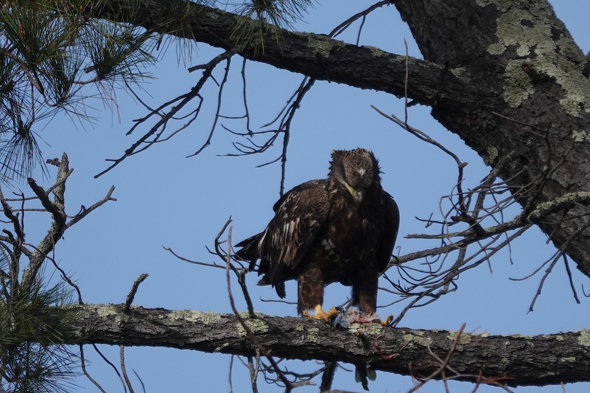 Weißkopf-Seeadler - ML612101170