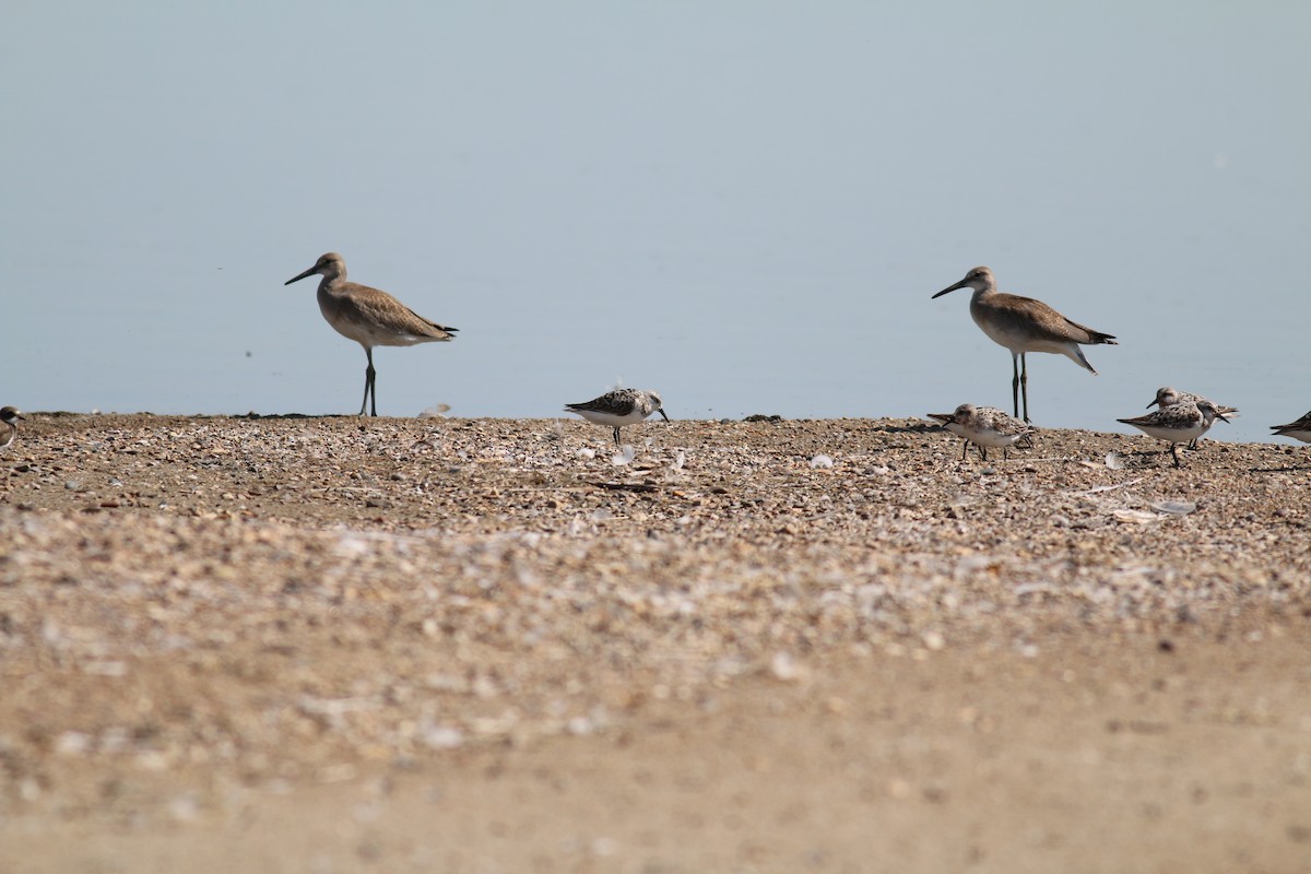 Willet (Western) - ML612101224