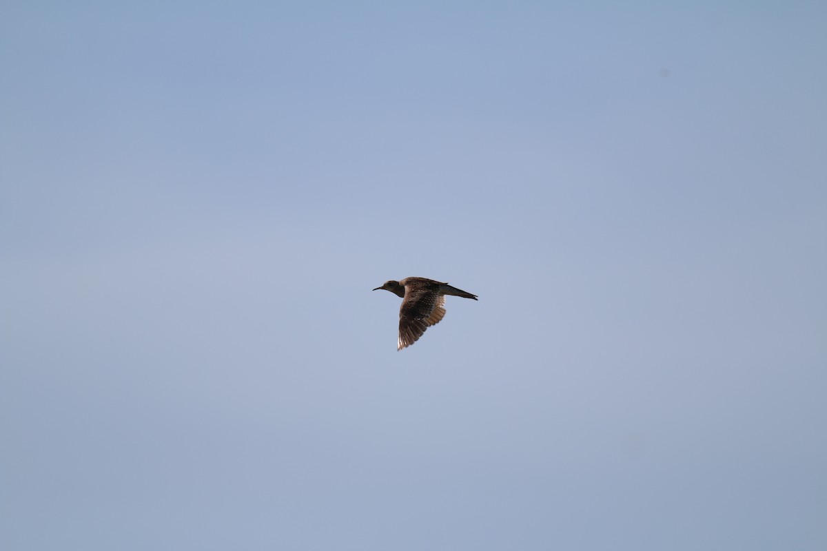 Upland Sandpiper - Harrison Hepding