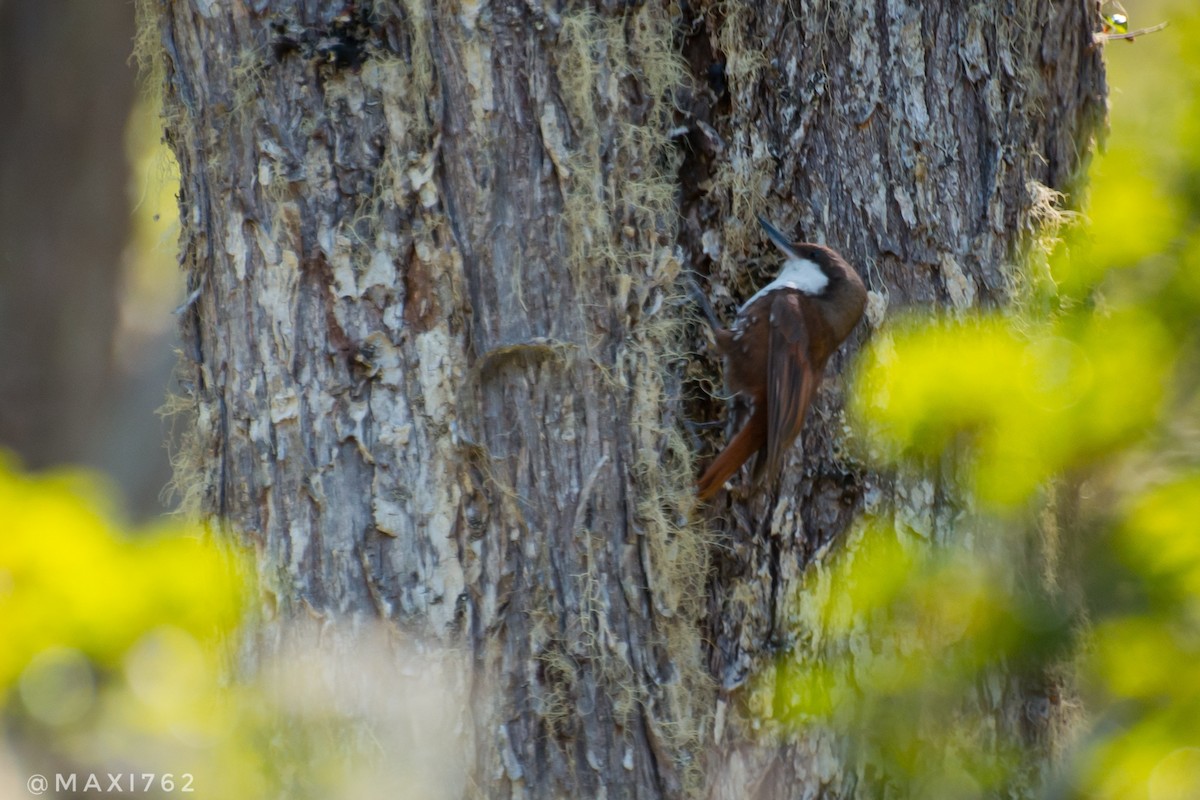 White-throated Treerunner - ML612101411