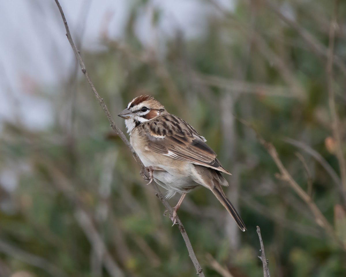 strnádka travní - ML612101425