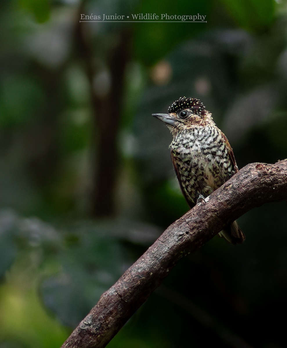 White-barred Piculet - Enéas Junior