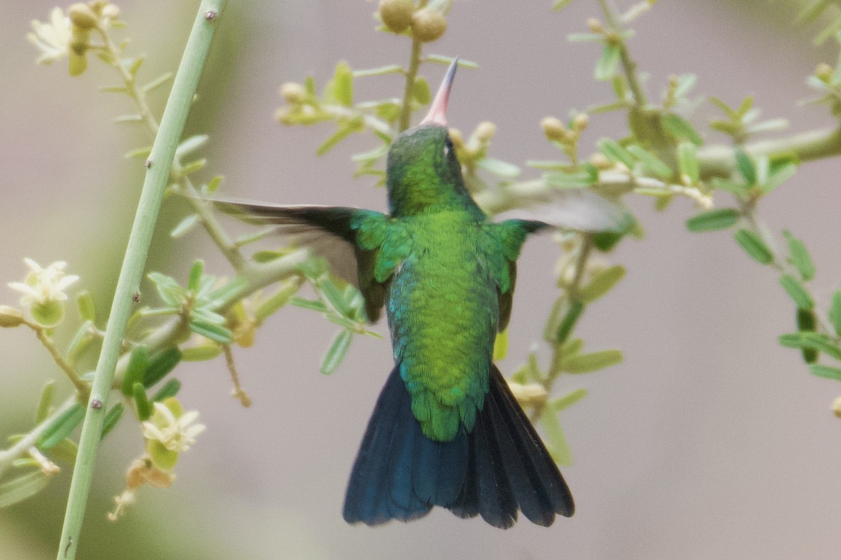 Glittering-bellied Emerald - ML612101476