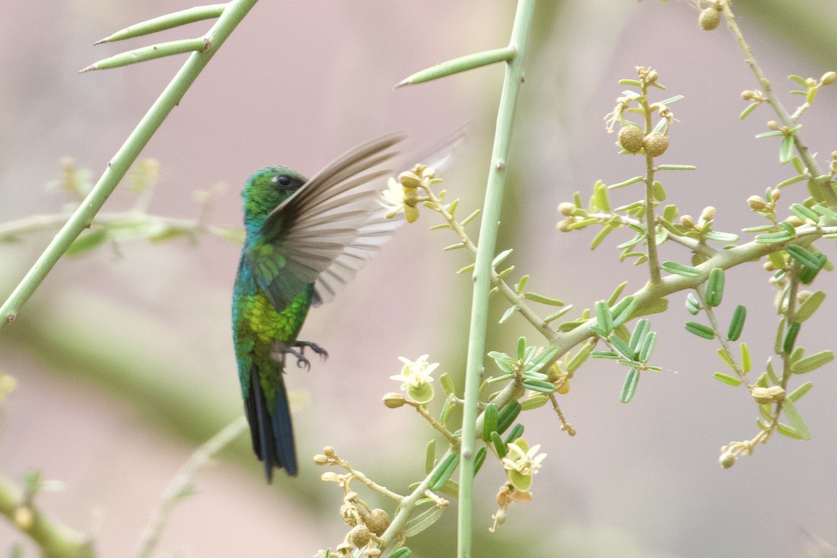 Glittering-bellied Emerald - ML612101479