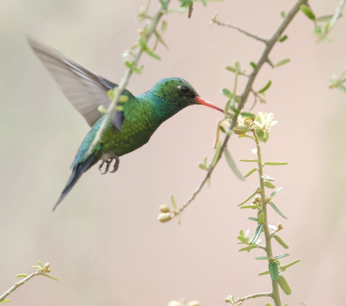 kolibřík lesklobřichý - ML612101482