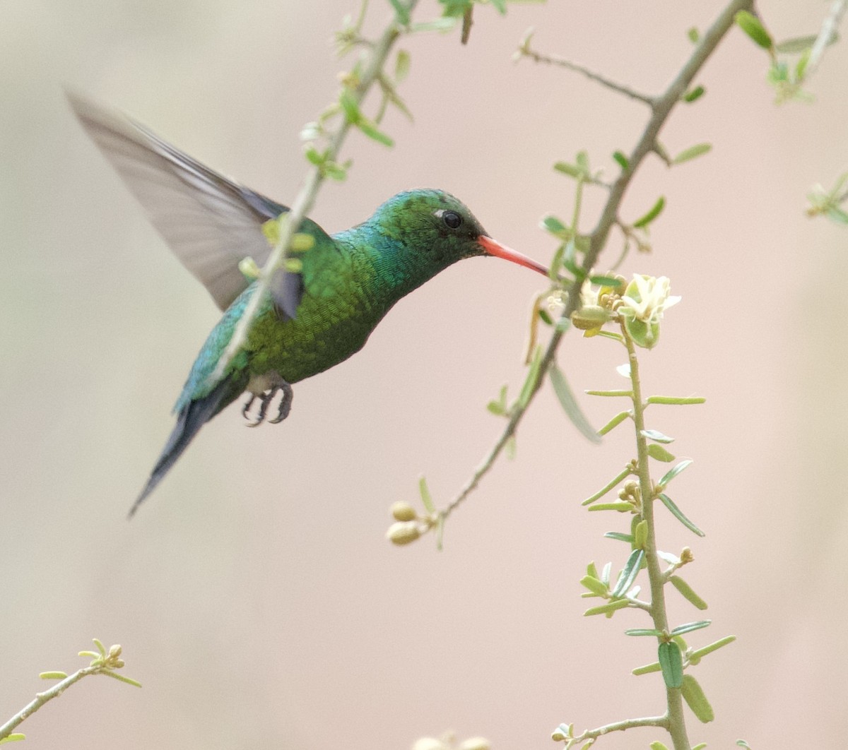 Glittering-bellied Emerald - ML612101482