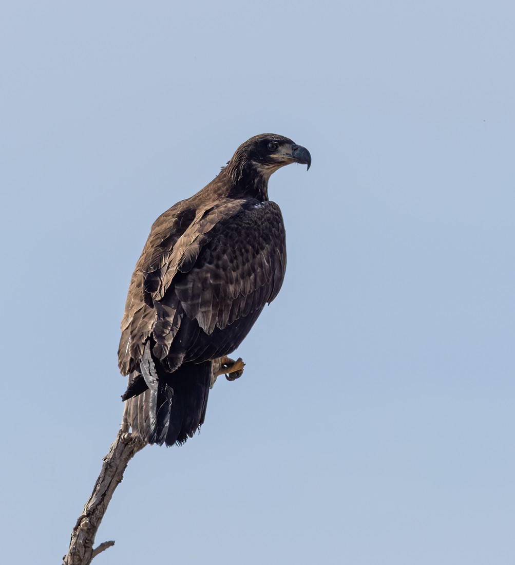 Bald Eagle - ML612101504