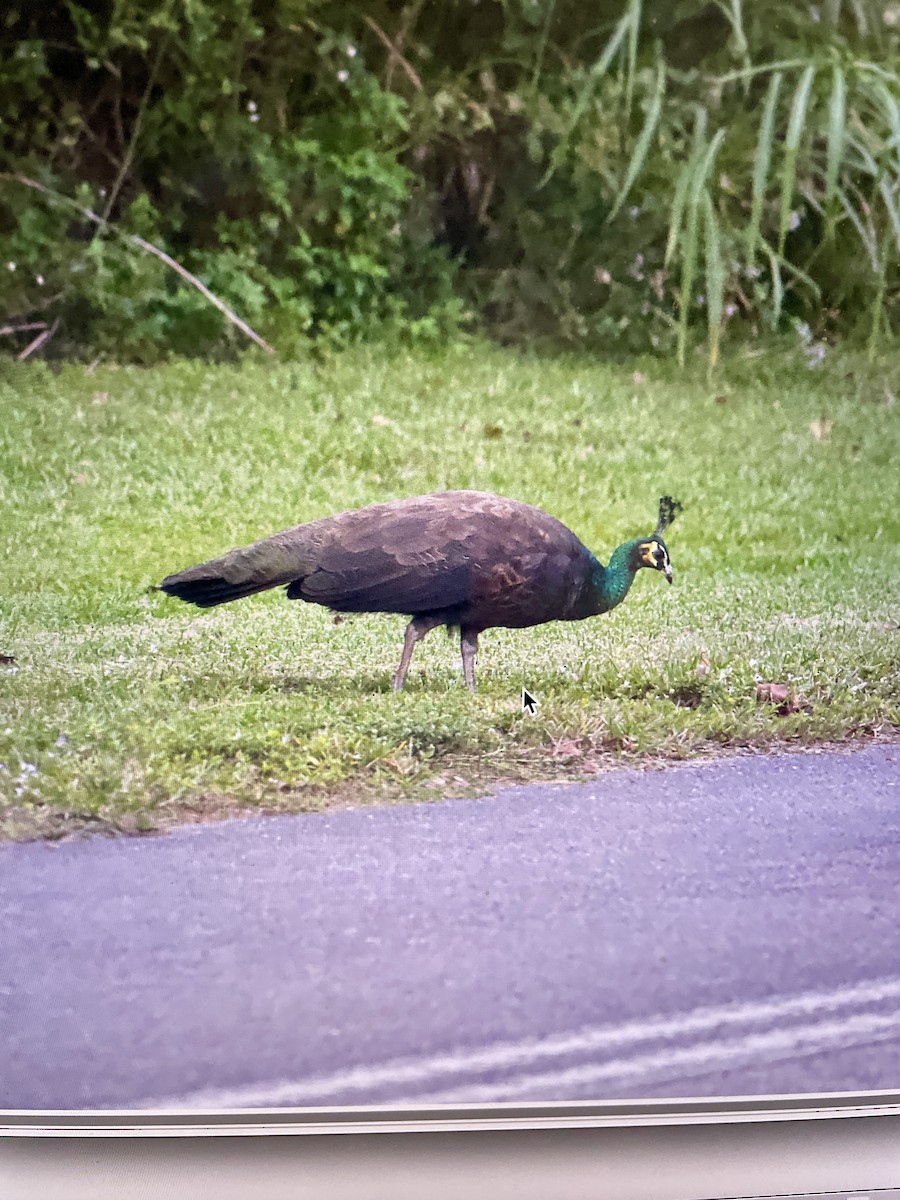 Indian Peafowl (Domestic type) - ML612101543