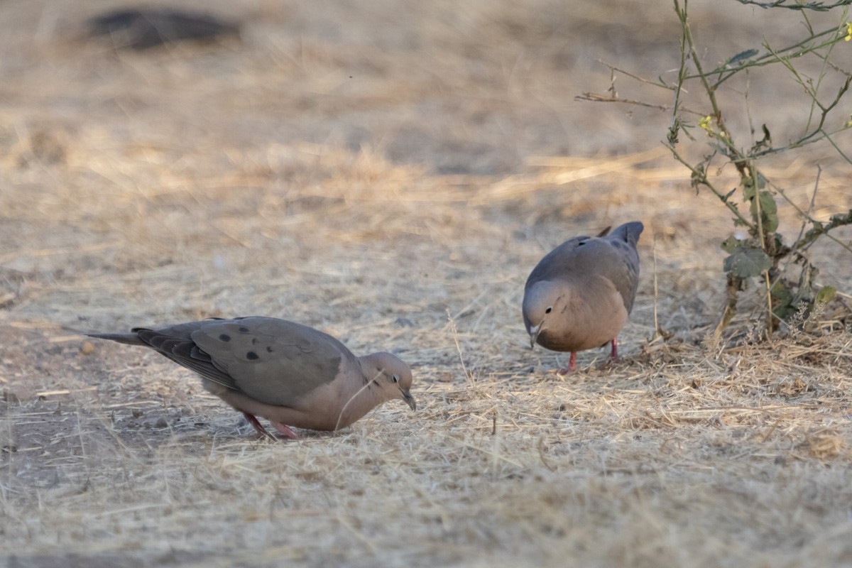 Eared Dove - Pedro Burgos Villaseca