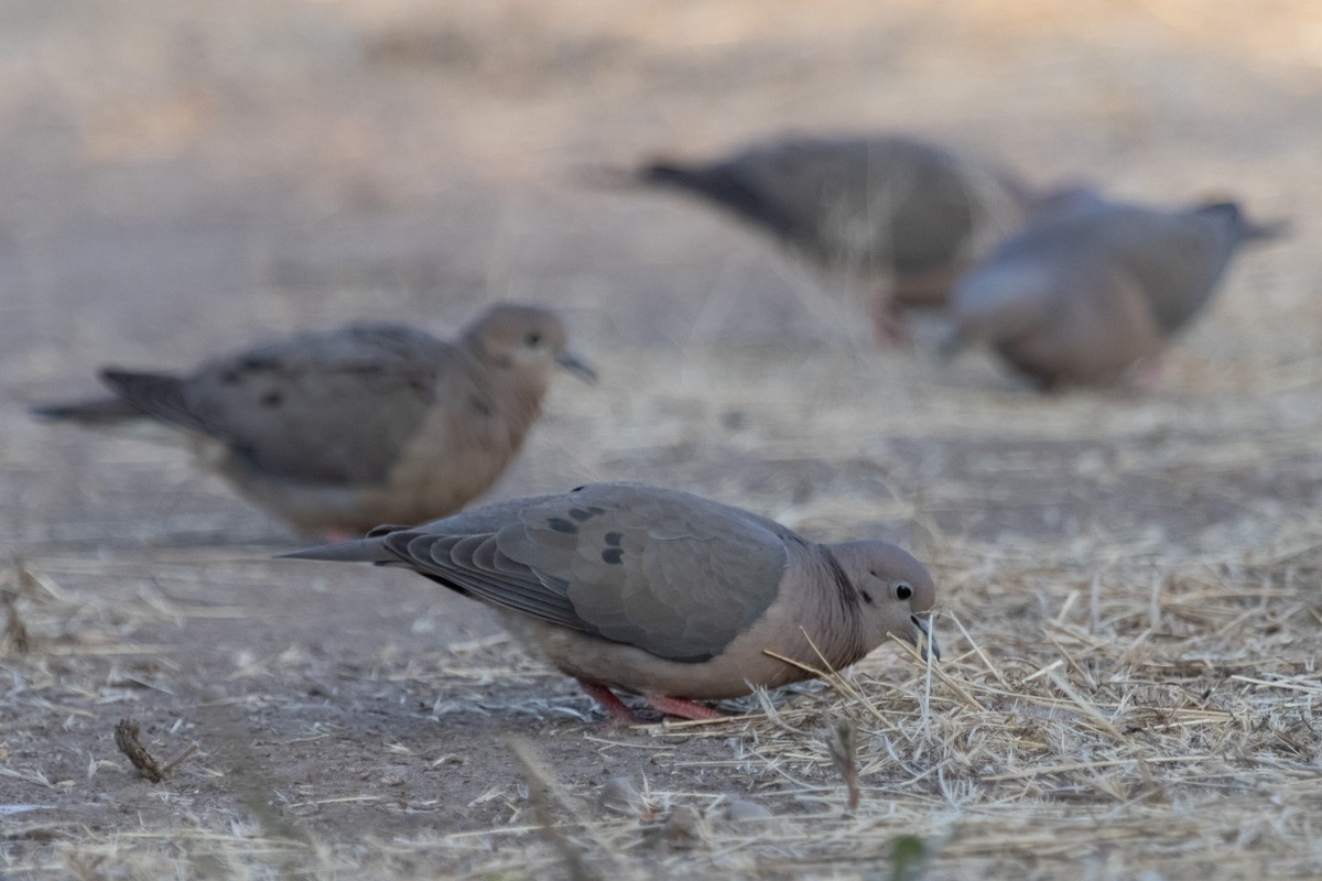 Eared Dove - Pedro Burgos Villaseca