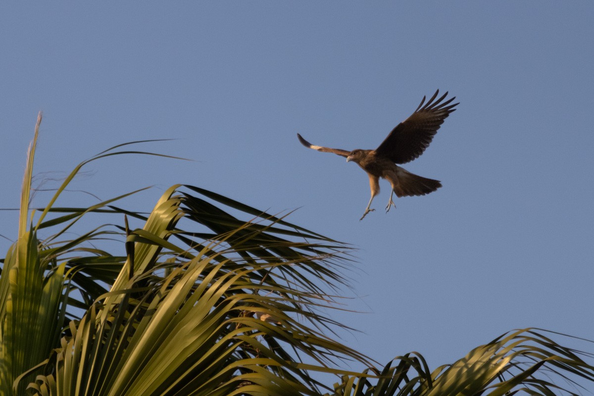 Chimango Caracara - Pedro Burgos Villaseca